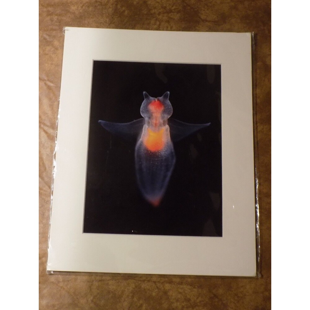Into The Deep Sea Angel Ocean Print Matte Framed Picture 2022